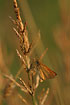 Photo ofEssex Skipper (Thymelicus lineola). Photographer: 