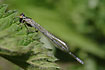 Azure Damselfly with somewhat reduced markings