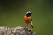 Photo ofCommon Redstart (Phoenicurus phoenicurus). Photographer: 