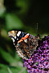 Red Admiral on butterfly bush (wing underside)