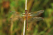 Photo ofYellow-winged Darter (Sympetrum flaveolum). Photographer: 