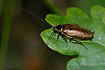 Photo ofTawny Cockroach (Ectobius lapponicus). Photographer: 