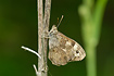 The underside of Speckled Wood