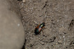 The pretty little ground beetle Anchomenus dorsalis