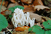 White Coral fungus