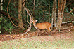 Indian - or Common Muntjac at the edge of the forest in Khao Yai