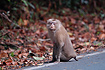 Pigtailed Macaque on the road in Khao Yai