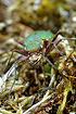 Close-up of Green Tiger Beetle