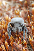Female Ladybird Spider