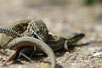 Photo ofCommon Wall Lizard (Podarcis muralis). Photographer: 