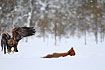 Red fox being attacked by a Golden Eagle