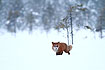 Red Fox with snow all over the face