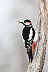 Photo ofGreat Spotted Woodpecker (Dendrocopos major). Photographer: 