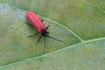 Photo ofNet-winged Beetle (Pyropterus nigroruber). Photographer: 