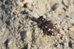 Dune Tiger Beetle