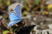 Photo ofTurquoise Blue (Polyommatus dorylas). Photographer: 