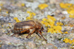 Summer Chafer / European June Beetle