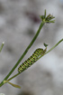 Swallowtail larvae