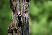 Photo ofMiddle Spotted Woodpecker (Dendrocopos medius). Photographer: 