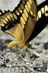 Photo ofThoas Swallowtail  (Papilo thoas). Photographer: 