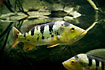 Photo ofSpotted Peacock Bass (Cichla temensis). Photographer: 