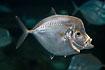 Atlantic moonfish (aquarium)