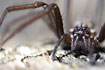 Giant House Spider - close-up