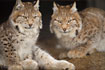 Photo ofLynx (Lynx lynx). Photographer: 