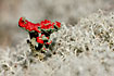 Photo ofLipstick Powderhorn (Cladonia macilenta). Photographer: 
