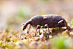 Photo ofPine Weevil  (Hylobius abietis). Photographer: 