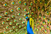 Peacock (domesticated) 