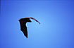 Foto af Grhovedet Flyvende Hund (Pteropus poliocephalus). Fotograf: 