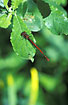 Resting Large Red Damselfly