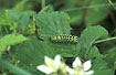 Foto af Lille Natpfugleje (Saturnia pavonia). Fotograf: 