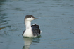 Red-throated diver during wintertime