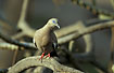 Photo ofWhite-winged Dove (Zenaida asiatica meloda). Photographer: 