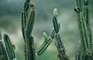 A pair of Pacific Parrotlet rests in great cactus.