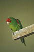 Red-masked Parakeet - captive.