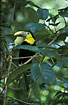 Juvenile Chestnut-mandibled Toucan