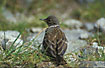 Juvenile Rock Pipit in the High Tatras.