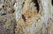 Carpenter Ant removes material from the tree trunk