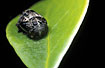 Foto af Syvplettet Mariehne (Coccinella septempunctata). Fotograf: 