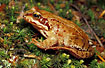 Common Frog in forest.