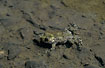 Photo ofYellow-bellied Toad (Bombina variegata). Photographer: 