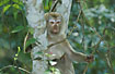 Female Pigtail Macaque.