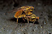 Yellow Dung fly mating on cow dung.