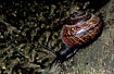 Photo ofBrown Lipped Snail (Cepaea nemoralis). Photographer: 