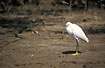 Photo ofSnowy Egret (Egretta thula). Photographer: 