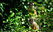 Bolivian Squirrel Monkeys on the bank of a river in the Bolivian pampas.