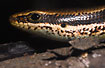 Species of Skink in the Bolivian rainforest.